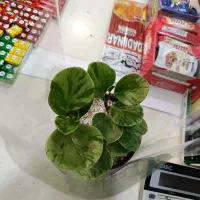 گل خونگی ، گل آپارتمانی