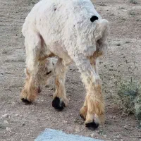 بره وکهره