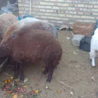 بره پرواری زیر فی شکار|حیوانات مزرعه|تربت جام, یحیی آباد|دیوار