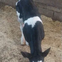 گوساله نر|حیوانات مزرعه|نوشین شهر, |دیوار