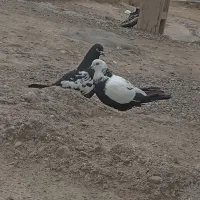 سلام ۲جفت کبوتر خوب زمانت ۷روز تخم همشون پرسی ساع