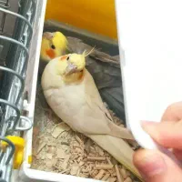 دوعدد عروس نروماده تخم گذار