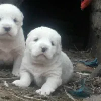 آلابای بااصالت نگهبان.. گله ای و..فی فقط سه