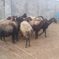 گوسفند شیشک میش بره