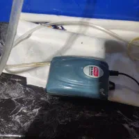 ماهی اکواریومی