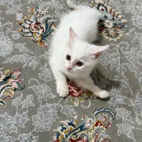 گربه