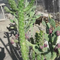 حدوداتعداد۱۰۰ گل شمعدانی کاکتوس و یخ