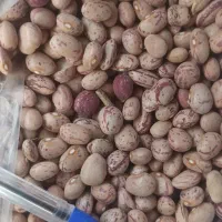 بذر لوبیا چیتی کوشا