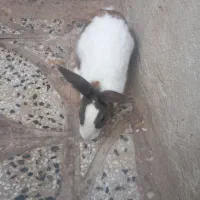 خرگوش|موش و خرگوش|اقبالیه, |دیوار