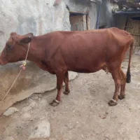 گاو با گوساله نر