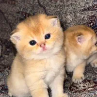 گربه های شجره خالص|گربه|شیراز, ستارخان|دیوار