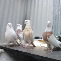 کبوتر نقابی