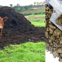 کود گاوی مخصوص باغ و باغچه