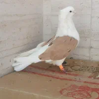 کبوتر دوکت زرد خال سیاه