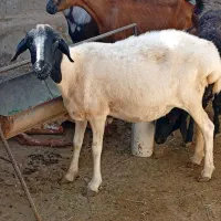 بره اغوس وغوچ