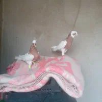 طوقی یال سیاه|پرنده|شیراز, شهرک مهدی‌آباد|دیوار