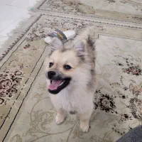 اشپیتز آلمانی سالم