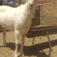 نر بز سانن