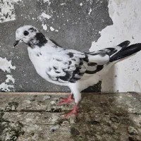 کبوتر سوسکی|پرنده|آمل, |دیوار