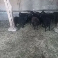 بره نر قر قزل