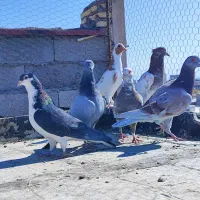 8عدد کفتر شکار|پرنده|کرمان, |دیوار