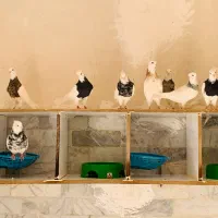 طوقی|پرنده|شیبکوه (فارس), |دیوار