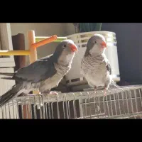 راهب رنگ خاص