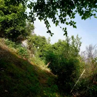 علفزنی (سریع.تضمینی.خوش قیمت)