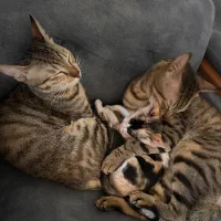 واگذاری رایگان گربه