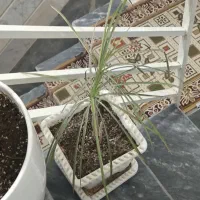 گل پتوس|گل و گیاه طبیعی|قم, قلعه عموحسین|دیوار