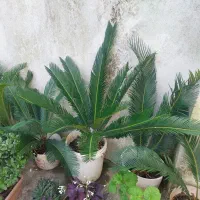 سیکاس