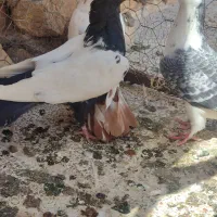 کبوتر هوایی