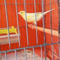 قناری قورولتی واتر|پرنده|اردبیل, |دیوار