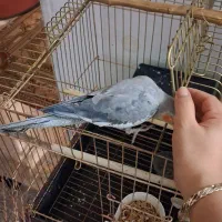 عروس هلندی سخنگو|پرنده|ری, شهادت|دیوار