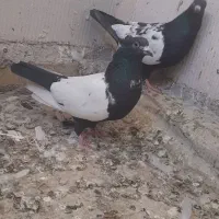 کبوتر سینهای|پرنده|شاهنجرین, |دیوار