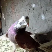 پرنده|پرنده|اصفهان, حصه جنوبی|دیوار