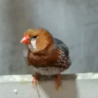 فنچ فول اورنج هالف اورنج شارکول، کرواتی، زبرا ابلغ|پرنده|تهران, امام زاده حسن|دیوار