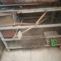 قفس پرنده