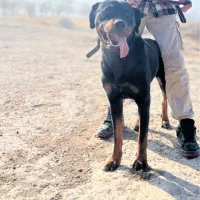 سگ روتفایلر