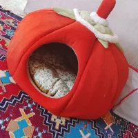 خانه،لباس،شانه سگو گربه