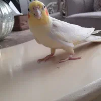 عروس هلندی نر دو ساله