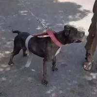 پیت بول نر  سرابی. افغان