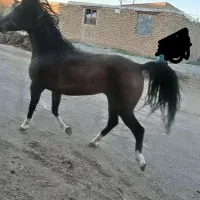 مادیان دره شور