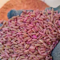 گندم مادر بوجاری شده