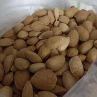 بادام و گردو،الوبخارا،سیر|خوردنی و آشامیدنی|شیراز, شهرک پردیس|دیوار