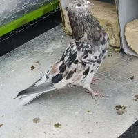 سرور هفت رنگ