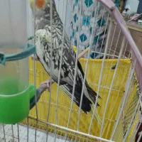 عروس ماده سالم وسرحال|پرنده|اهر, |دیوار