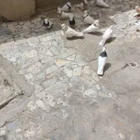 کبوتر|پرنده|بیجار, |دیوار
