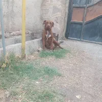 پیتبول ماده نگهبان