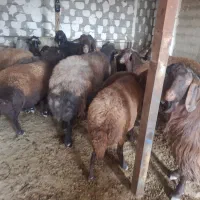 گوسفند|حیوانات مزرعه|صوفیان, |دیوار